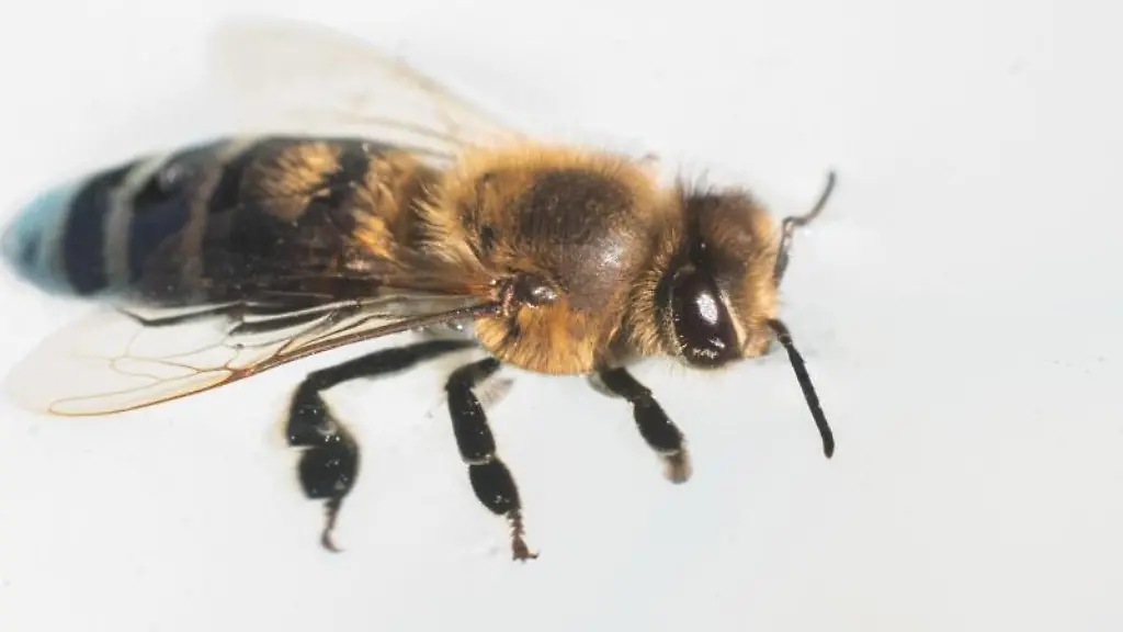 Eine-Biene-schwimmt-auf-der-Wasseroberflaeche