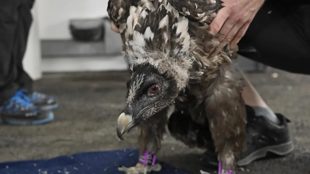 Einer-der-beiden-junge-Bartgeier-sitzt-im-Tiergarten-Foto-Hansruedi-Weyrich-Weyrichfoto