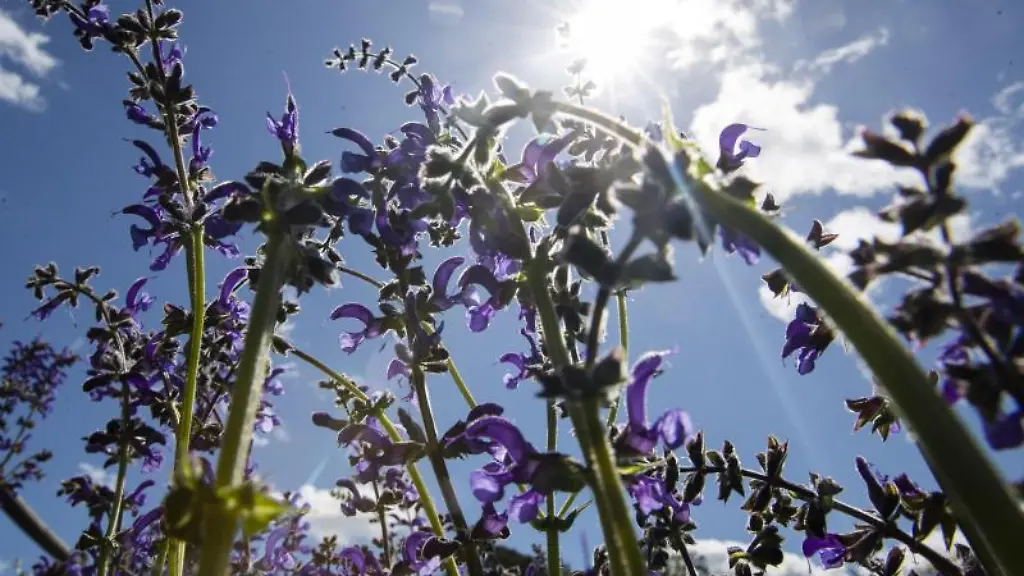 Die-Sonne-scheint-durch-Wiesenblumen-welche-am-Ufer-des-Baerensees-wachsen