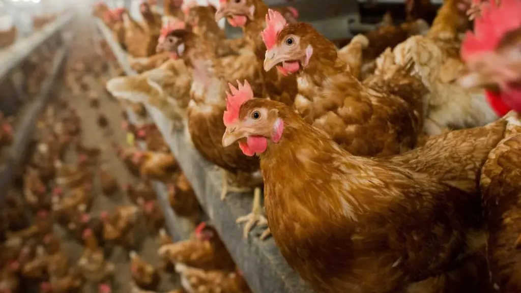 Hennen-stehen-im-Stall