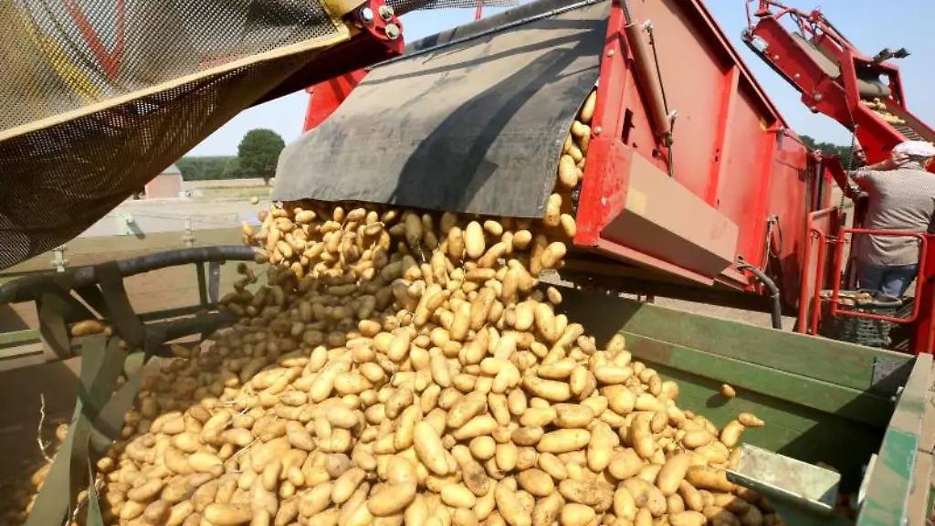 Gerntete-Fruehkartoffeln-werden-auf-dem-Feld-in-einen-Haenger-umgeladen