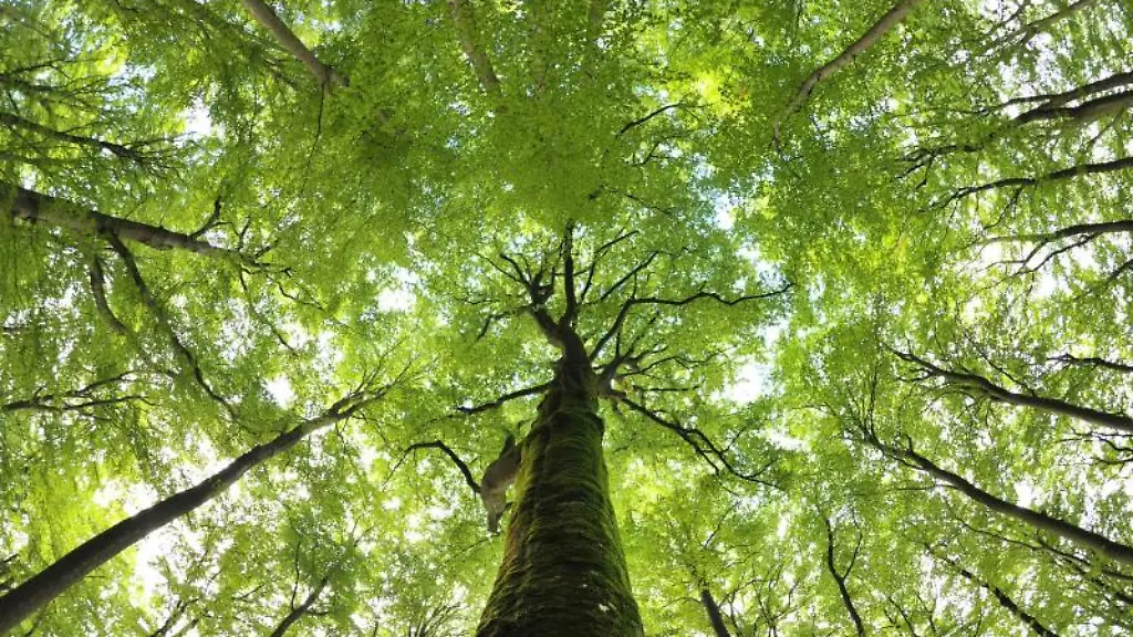 Rotbuchen-wachsen-im-Steigerwald-bei-Ebrach-in-Oberfranken