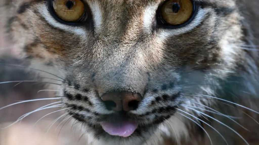 Die-Luchskatze-Kaja-steht-in-ihrem-Gehege-in-Thueringen