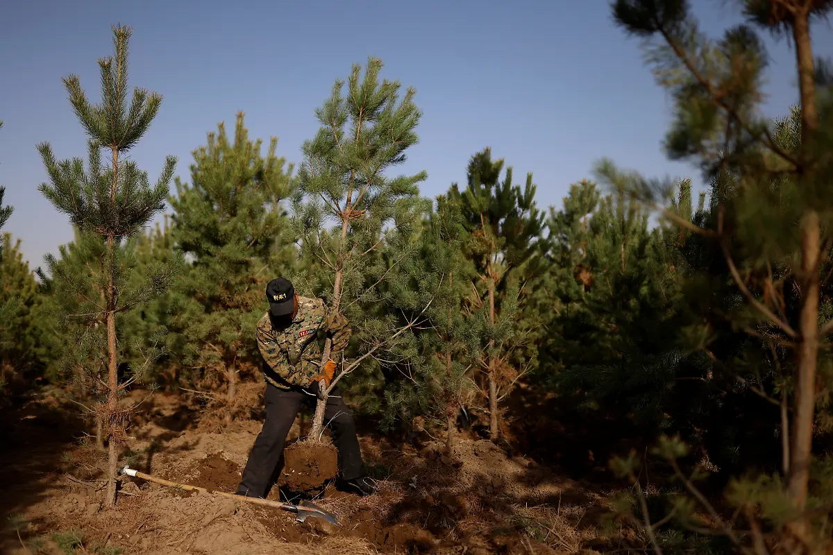 2021-04-16T000000Z-646892115-RC2XWM9CSULP-RTRMADP-3-CLIMATE-CHANGE-CHINA-FOREST