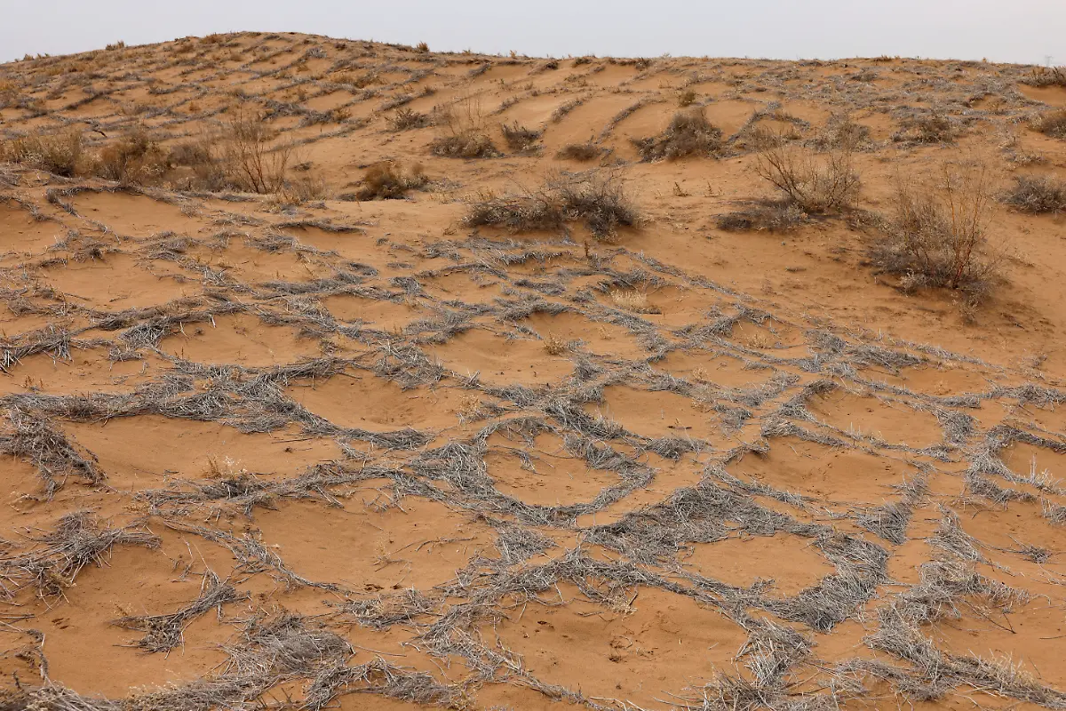 2021-04-14T000000Z-1713990698-RC2IVM9VQ9MV-RTRMADP-3-CLIMATE-CHANGE-CHINA-FOREST