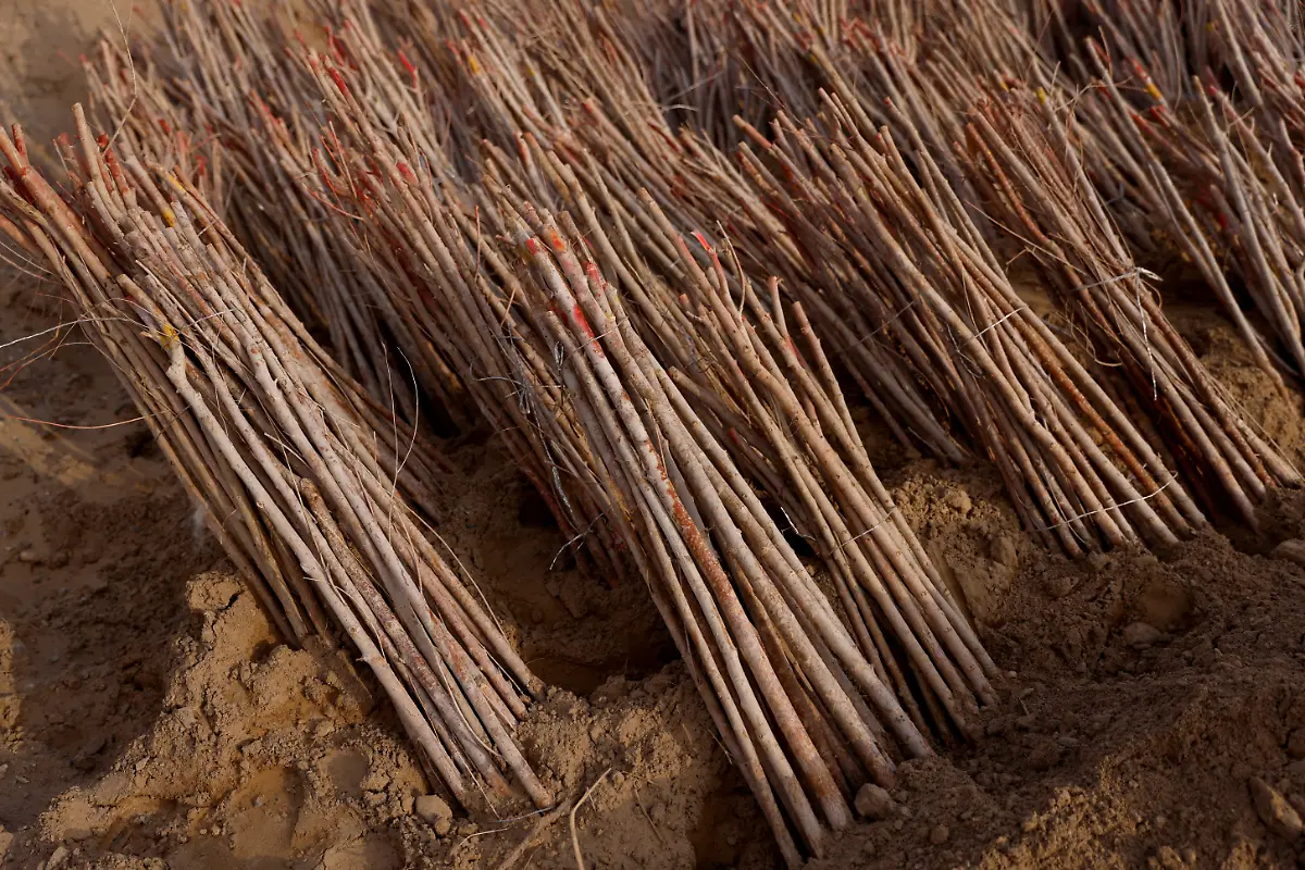 2021-06-03T033016Z-9829454-RC2OUM9LZUAU-RTRMADP-3-CLIMATE-CHANGE-CHINA-FOREST