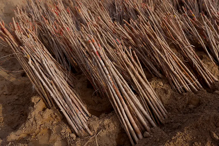 2021-06-03T033016Z-9829454-RC2OUM9LZUAU-RTRMADP-3-CLIMATE-CHANGE-CHINA-FOREST