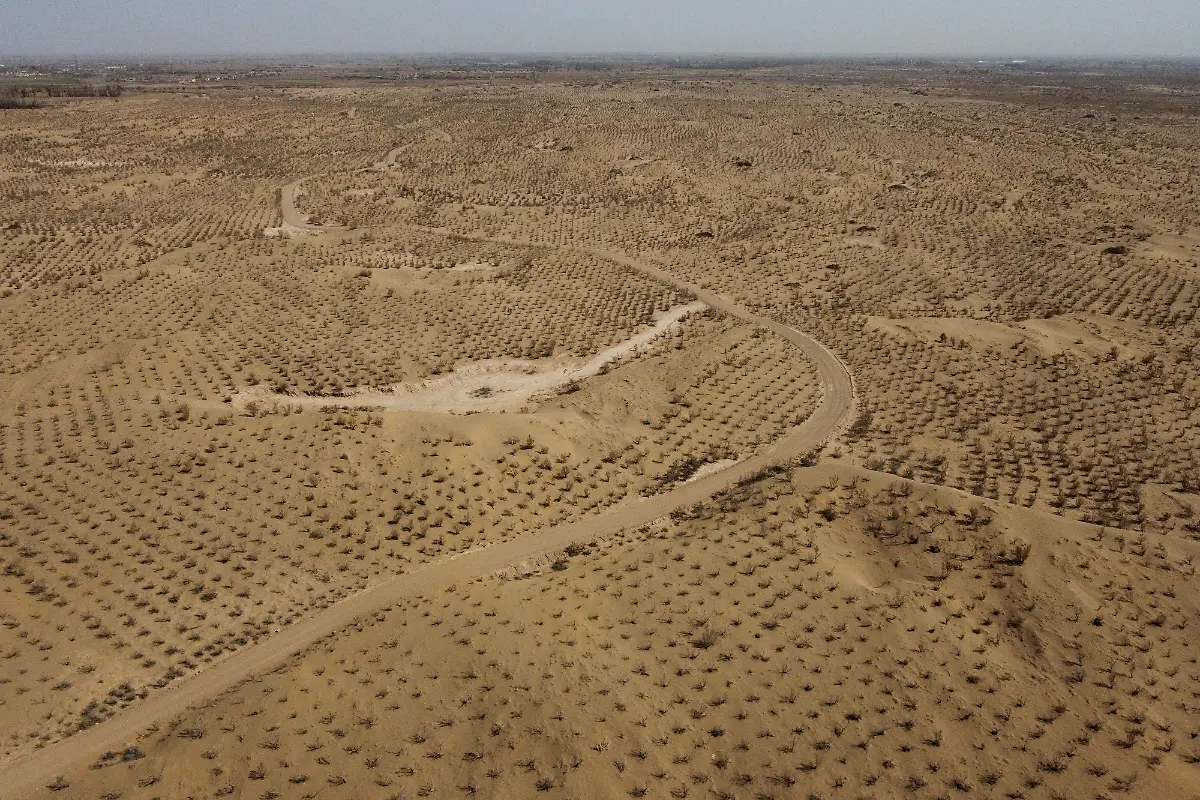 2021-06-02T230102Z-1427010556-RC2RXM9XRHZS-RTRMADP-3-CLIMATE-CHANGE-CHINA-FOREST