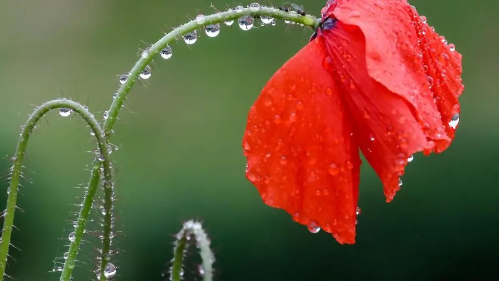 Eine-mit-Regentropfen-benetzte-Mohnblume-steht-in-einer-Blumenwiese
