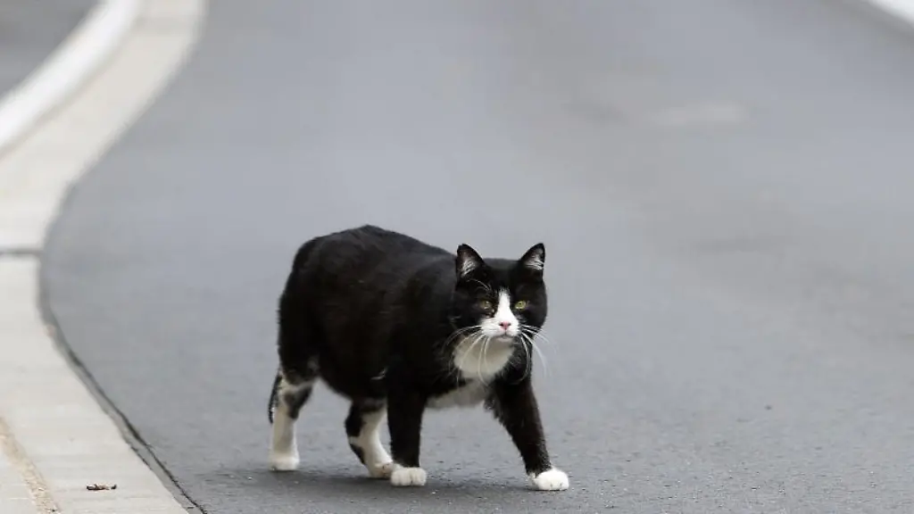 Eine-Katze-geht-ueber-eine-Strasse