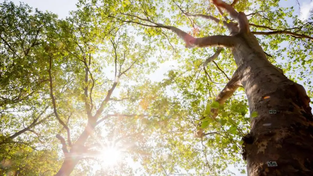 Platanen-im-Stadtpark-Schoeneberg
