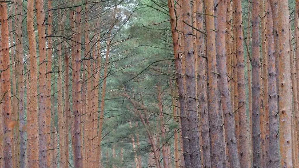 Baeume-eines-Kiefernwaldes-nahe-der-Revierfoersterei-Ferch-Lienewitz