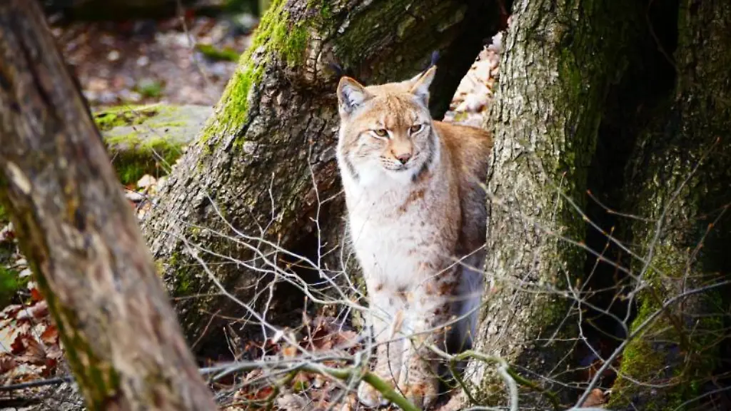 Ein-Luchs-steht-im-Gehege