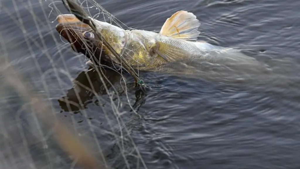 Ein-Zander-zappelt-im-Netz