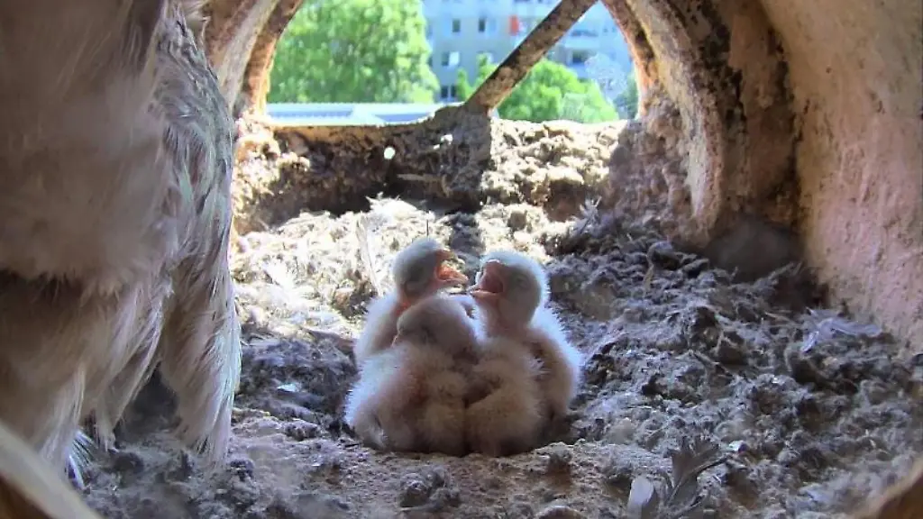 Jungtiere-von-Turmfalken-sitzen-in-ihrem-Nest-unter-dem-Dach-des-Thueringer-Umweltministeriums