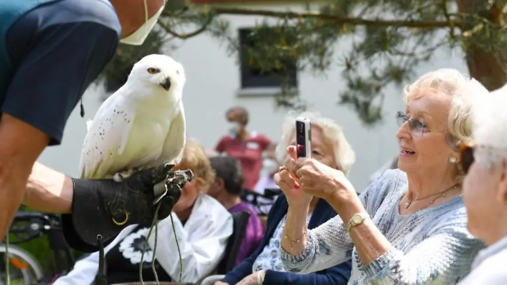 Der-Falkner-Paul-Klima-traegt-seine-Schneeeule-Hedwig-auf-dem-Arm