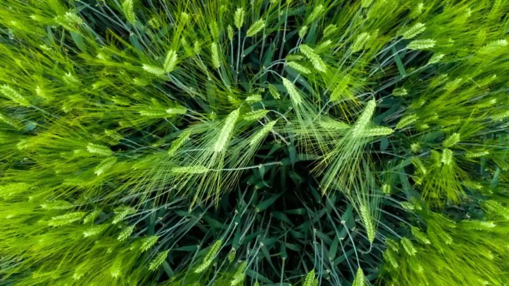 Aehren-in-einem-Getreidefeld-sind-zu-sehen