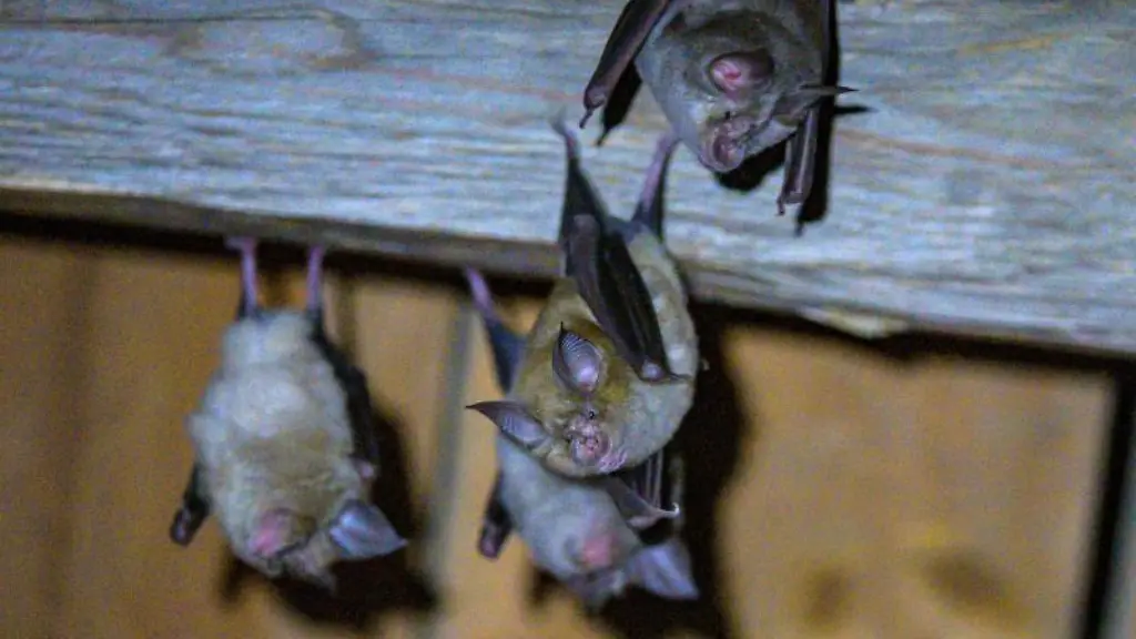 Hufeisennasen-Fledermaeuse-haengen-an-der-Decke