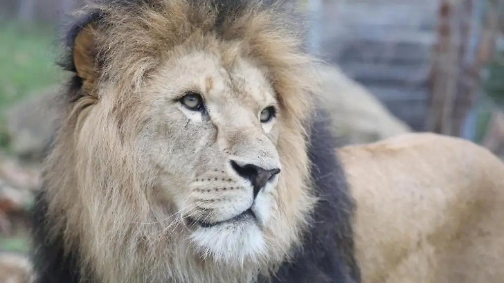 Loewe-Aslam-steht-im-Gehege-im-Thueringer-Zoopark