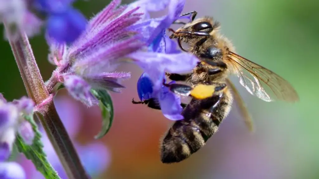 Eine-Biene-sucht-auf-der-Bluete-von-einer-Katzenminze-nach-Pollen