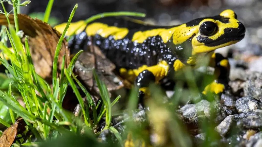 Ein-Feuersalamander-kriecht-ueber-den-Waldboden