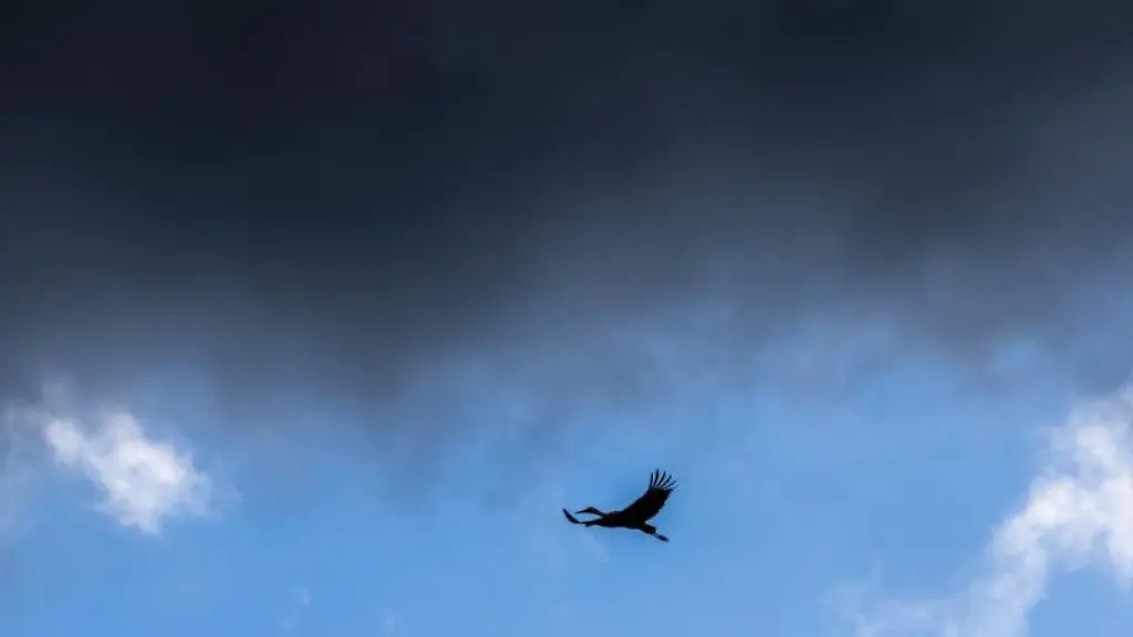 Ein-Storch-ist-am-Himmel-zu-sehen