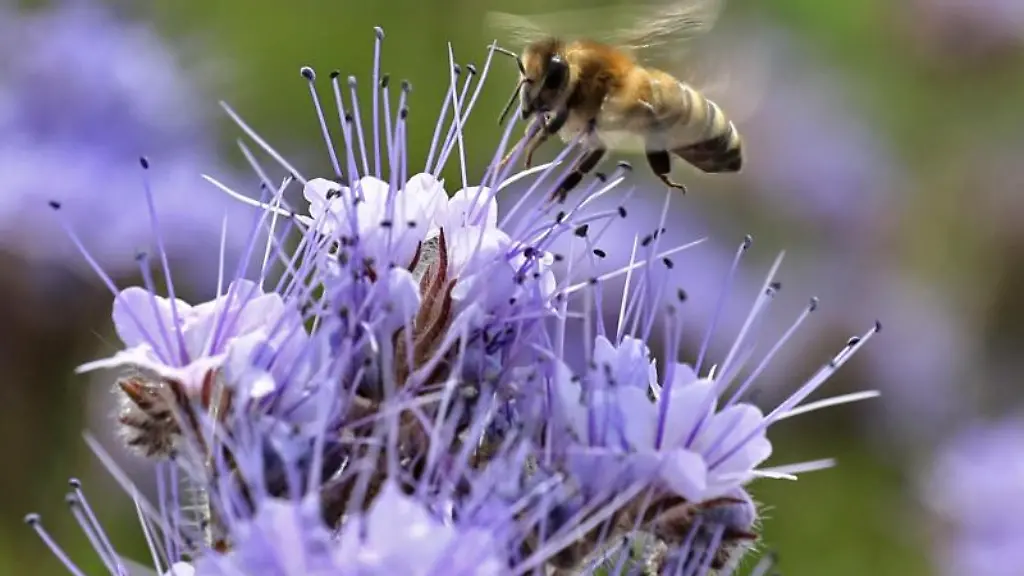 Eine-Biene-begutachtet-auf-einem-Bluehstreifen-eine-Blume
