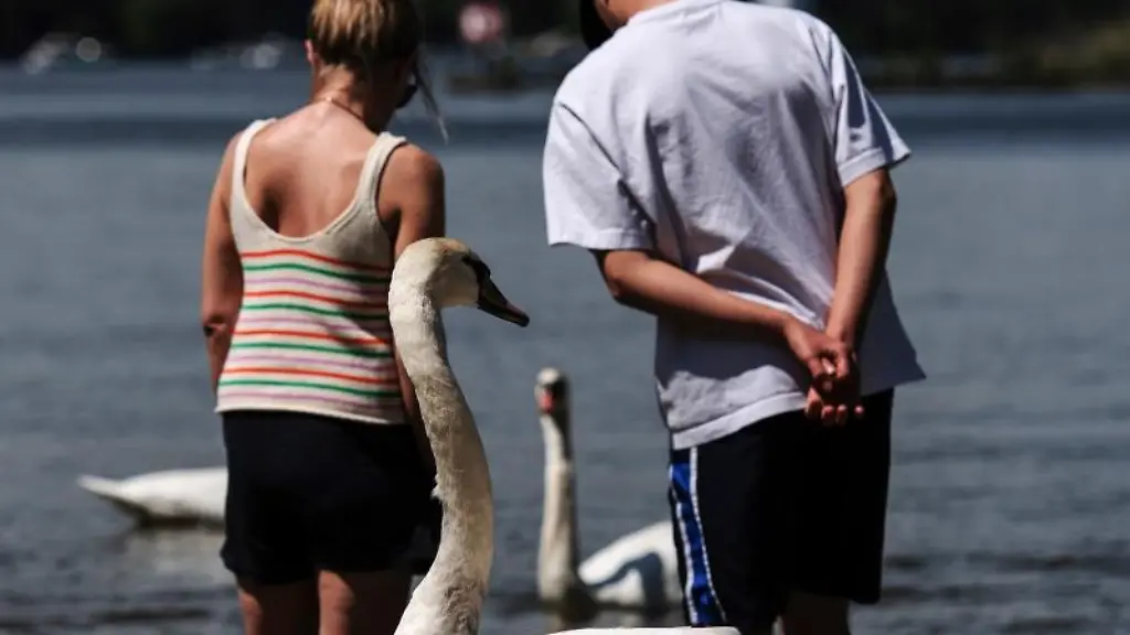 Eine-Frau-und-ein-Mann-stehen-bei-sommerlich-warmem-Wetter-in-der-Havel-waehrend-hinter-ihnen-ein-Schwan-an-Land-steht