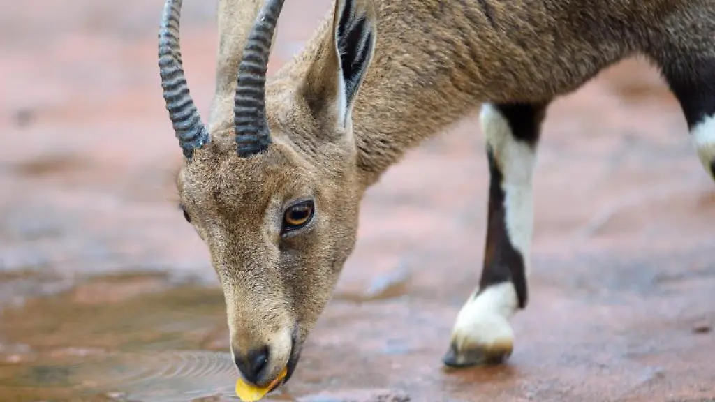 Ein-Nubischer-Steinbock-frisst-im-Magdeburger-Zoo-ein-verfaerbtes-Blatt