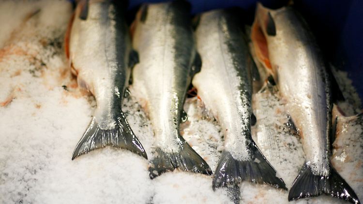 Die ausströmende Radioaktivität hat bislang keine Auswirkungen auf die Fischbestände im Meer.