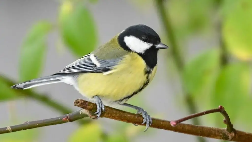 Eine-Kohlmeise-sitzt-auf-einem-Ast