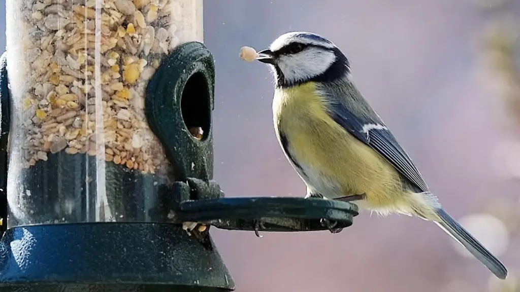 Eine-Blaumeise-sitzt-im-Garten-an-einer-Futterstelle