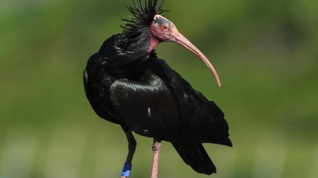 Ein-Waldrapp-steht-auf-einer-Stange-vor-der-Brutwand-wo-drei-Weibchen-gerade-ihre-Eier-auszubrueten