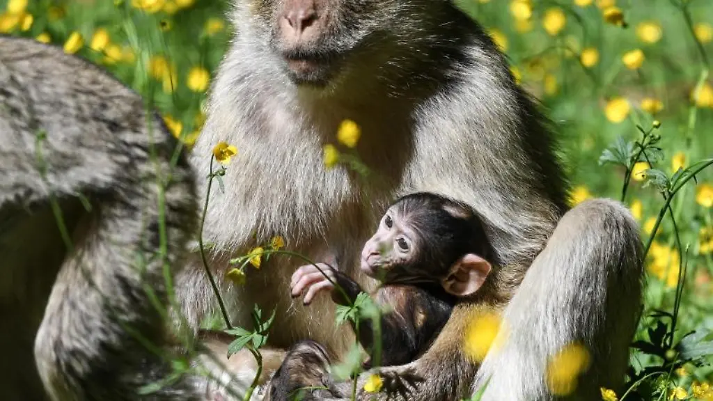 Eine-Berberaffen-Mutter-haelt-ihr-Baby-im-Affenfreigehege-in-Salem-im-Schoss
