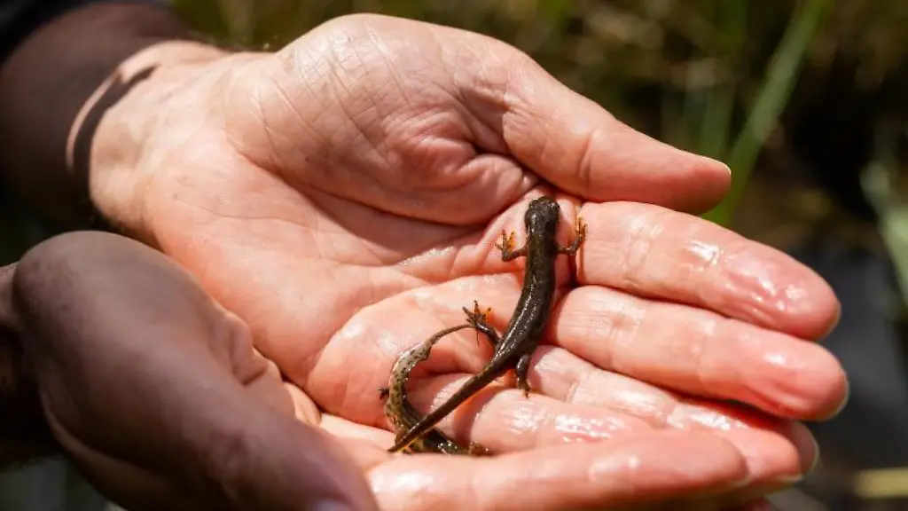 Zwei-Molche-in-der-Hand