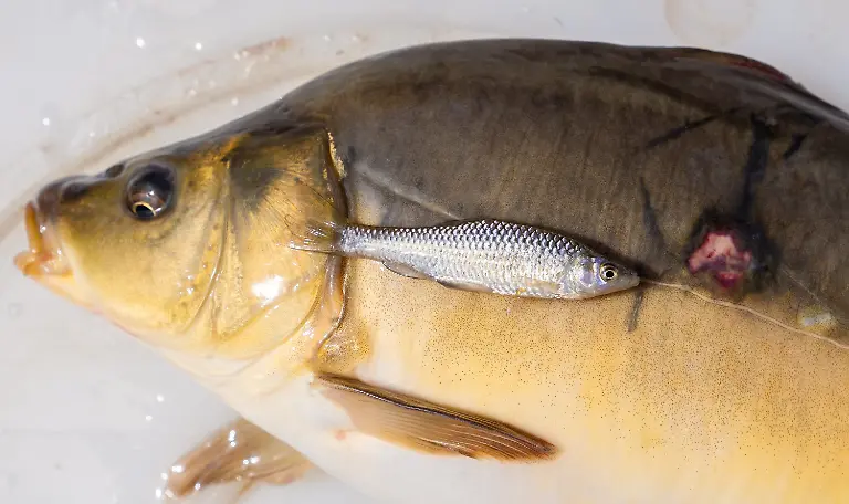 ad870c1724276e80fcd5b99be611d2cf