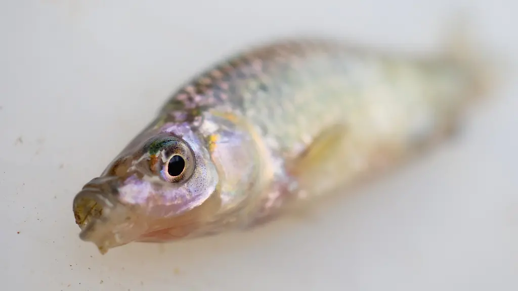 de294b486465376191942618343df8fe