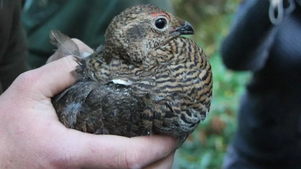 Ein-Birkhuhn-wird-ausgewildert