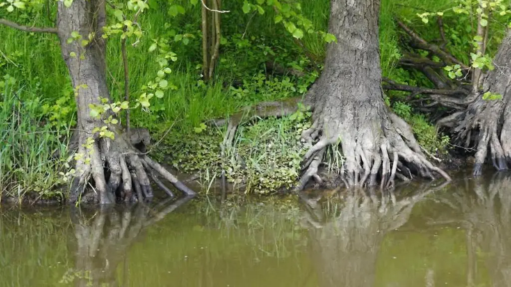 Baumwurzeln-ragen-in-die-Schwartau-zwischen-Hobbersdorf-und-Gross-Parin
