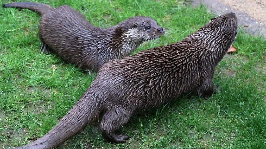 Blick-auf-zwei-Fischotter