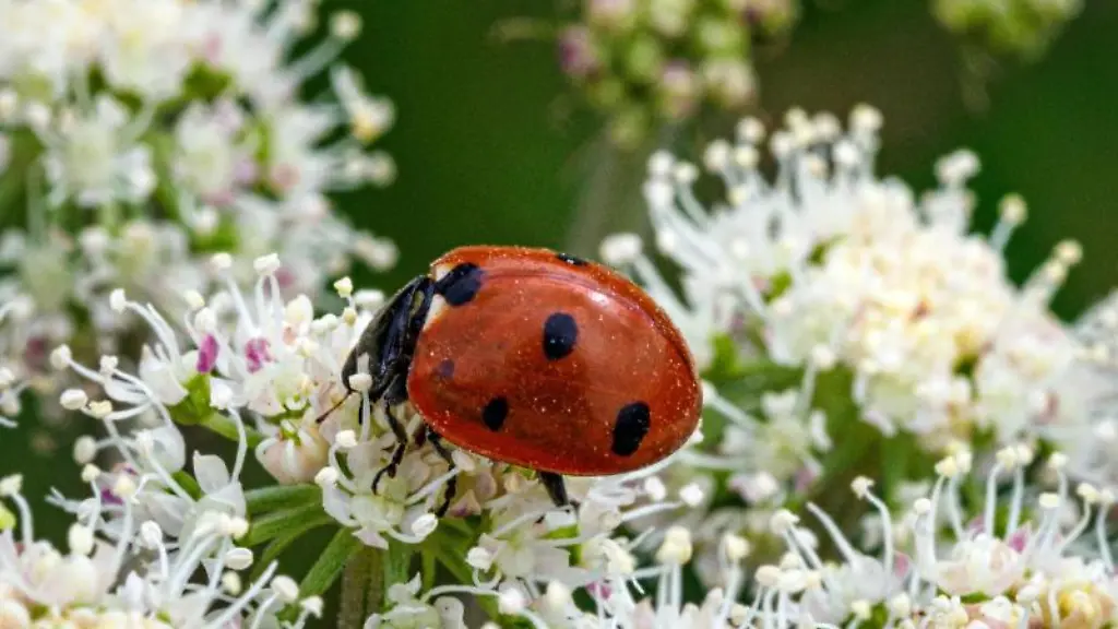 Ein-Marienkaefer-krabbelt-auf-den-Blueten-des-Wald-Engelwurz-Angelica-sylvestris