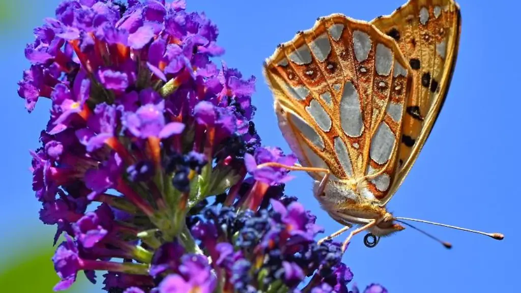 Ein-Kleiner-Perlmuttfalter-sucht-auf-Blueten-nach-Nektar