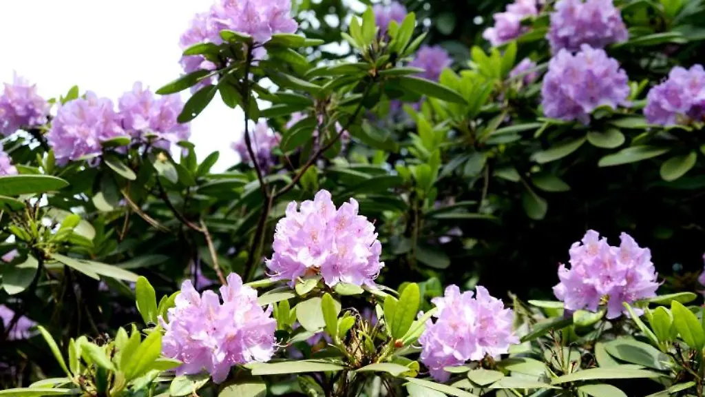 Rhododendren-bluehen-ueppig-und-in-voller-Pracht