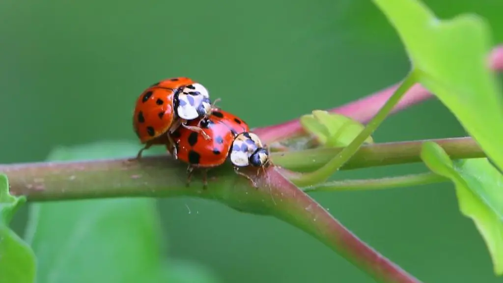 Zwei-Marienkaefer-paaren-sich-auf-einem-Zweig