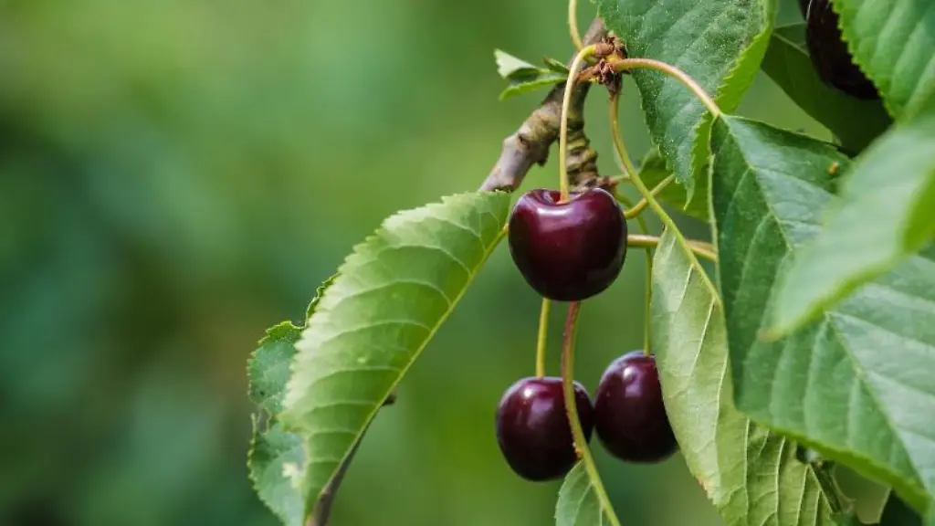 Kirschen-haengen-auf-der-Aussenanlage-des-Obstinformationszentrums-Fraenkische-Schweiz-in-Hiltpoltstein