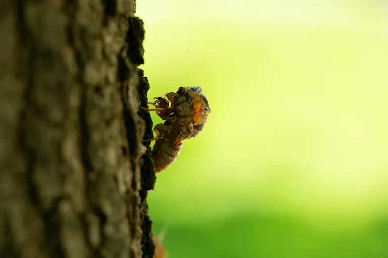 2021-05-20T231812Z-1648224308-RC2NJN9O66LR-RTRMADP-3-USA-CICADAS