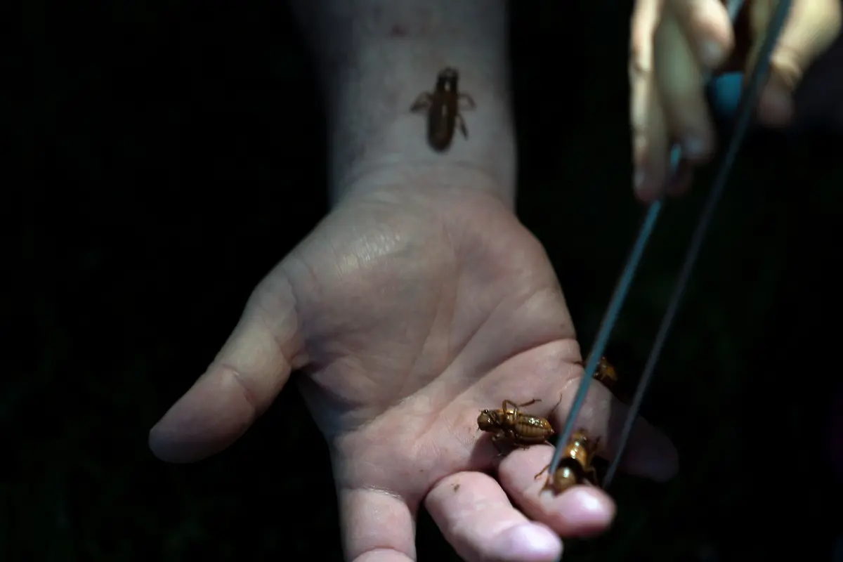 2021-05-22T072542Z-414809778-RC2PKN9BERBR-RTRMADP-3-USA-CICADAS