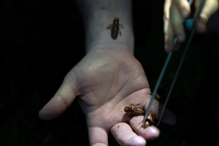 2021-05-22T072542Z-414809778-RC2PKN9BERBR-RTRMADP-3-USA-CICADAS