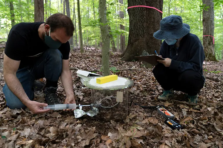 2021-05-22T054627Z-1431656974-RC2GKN95PFPC-RTRMADP-3-USA-CICADAS