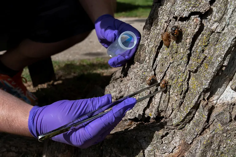 2021-05-22T071938Z-266217290-RC2LKN9GZL7N-RTRMADP-3-USA-CICADAS